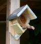 Preview: Vogelfutterhaus für Erdnussbuttergläser. Vogelfutterhaus für Futtergläser. Das Haus ist aus Kiefernholz mit einem Dach aus verzinktem Blech. Maße ca.: B 13 x T 12,5 x H 19 cm. Material: 100% FSC zertifiziertes Holz, Zink.