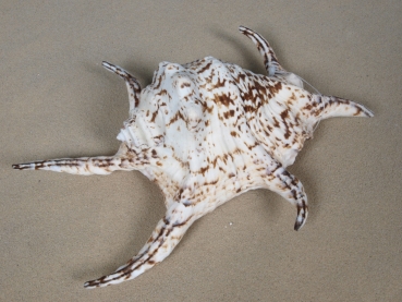 Muschel Schnecke Meeresschnecke lambis chiragra ca. 19-20 cm groß maritime Deko