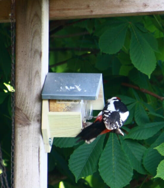 4x Wildvogelfutter Erdnussbutter Waldfrucht (Heidelbeere) im PET Glas   Vogel-Erdnussbutter ist ein wahrer Leckerbissen für Vögel! Es enthält gute Nährstoffe für Vögel, ist kalorienreich, nahrhaft und gesund. Normale Erdnussbutter enthält viel zu viel Sal